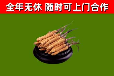 哈尔滨回收冬虫夏草