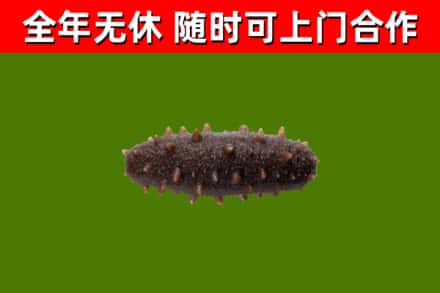 哈尔滨回收海参干